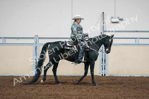 2020 - AB Morgan Horse - Fri, Sept 04 - 03541
