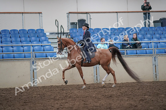 2019 Morgan Horse Show - Aug 31, 2019 - 08659