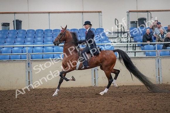 2019 Morgan Horse Show - Aug 30, 2019 - 25042
