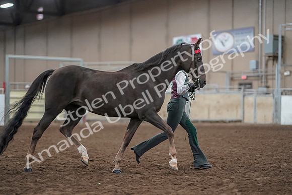 2019 Morgan Horse Show - Aug 31, 2019 - 01905