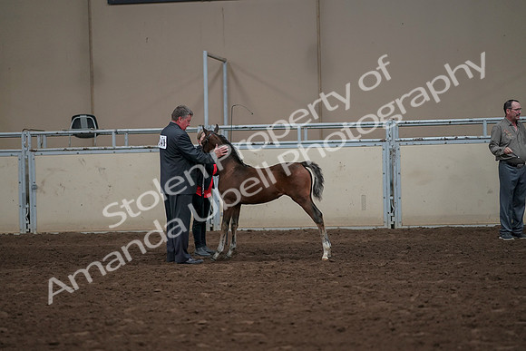 2019 Morgan Horse Show - Aug 31, 2019 - 00481