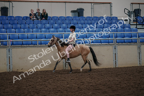 2019 Morgan Horse Show - Aug 30, 2019 - 31057