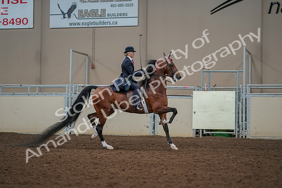 2019 Morgan Horse Show - Aug 30, 2019 - 25297