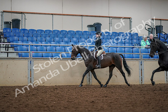 2019 Morgan Horse Show - Aug 30, 2019 - 23329