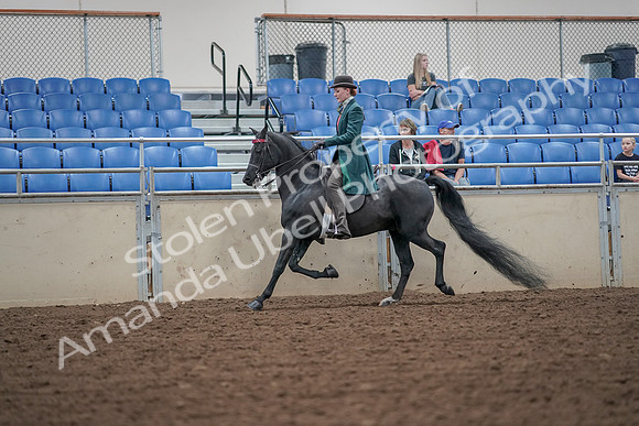 2019 Morgan Horse Show - Aug 30, 2019 - 15496