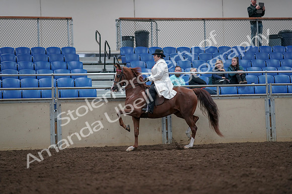 2019 Morgan Horse Show - Aug 31, 2019 - 08570