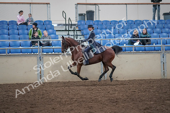 2019 Morgan Horse Show - Aug 31, 2019 - 09488