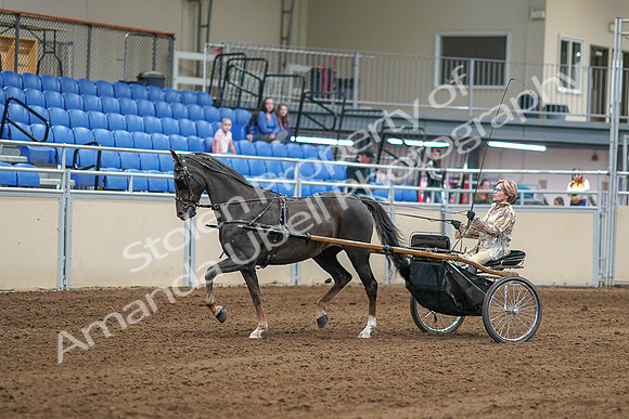 2020 - AB Morgan Horse - Sat, Sept 05 - 05838