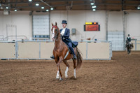 2020 - AB Morgan Horse - Sat, Sept 05 - 11369