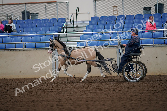 2019 Morgan Horse Show - Aug 30, 2019 - 13303