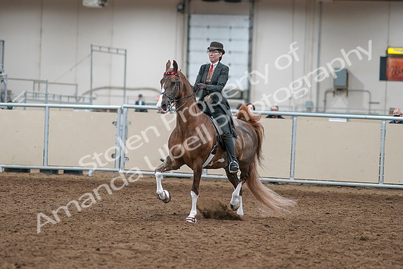 2020 - AB Morgan Horse - Sat, Sept 05 - 12942