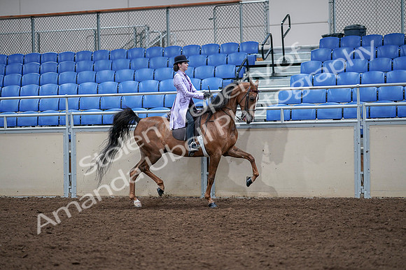 2020 - AB Morgan Horse - Fri, Sept 04 - 05079