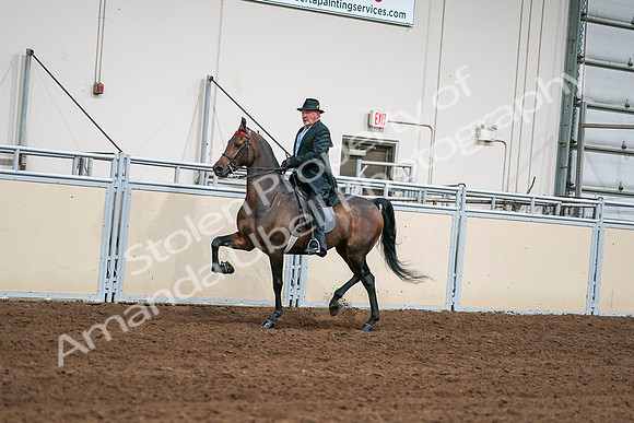 2020 - AB Morgan Horse - Sat, Sept 05 - 08110