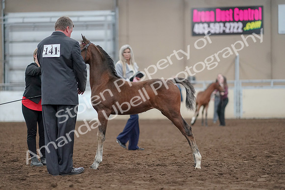 2019 Morgan Horse Show - Aug 31, 2019 - 00395