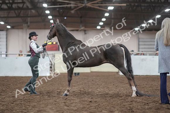 2019 Morgan Horse Show - Aug 31, 2019 - 01993