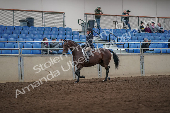 2019 Morgan Horse Show - Aug 31, 2019 - 05565