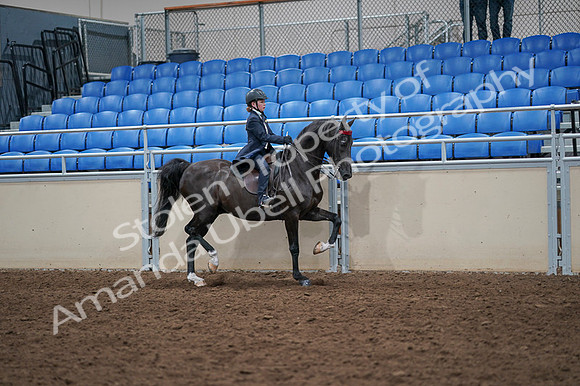 2020 - AB Morgan Horse - Fri, Sept 04 - 03133