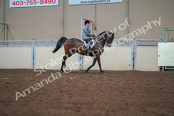 2019 Morgan Horse Show - Aug 30, 2019 - 21014