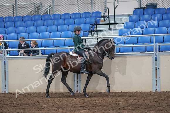 2020 - AB Morgan Horse - Sat, Sept 05 - 05166