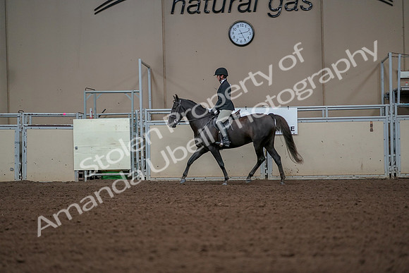 2019 Morgan Horse Show - Aug 30, 2019 - 14949