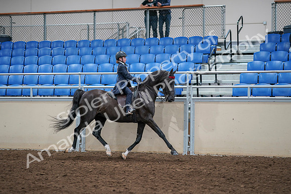 2020 - AB Morgan Horse - Fri, Sept 04 - 03141