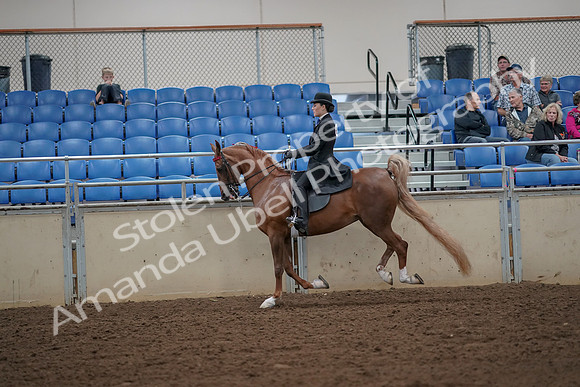 2019 Morgan Horse Show - Aug 30, 2019 - 25172