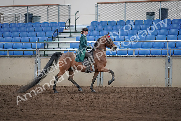 2019 Morgan Horse Show - Sept 01, 2019 - 13300