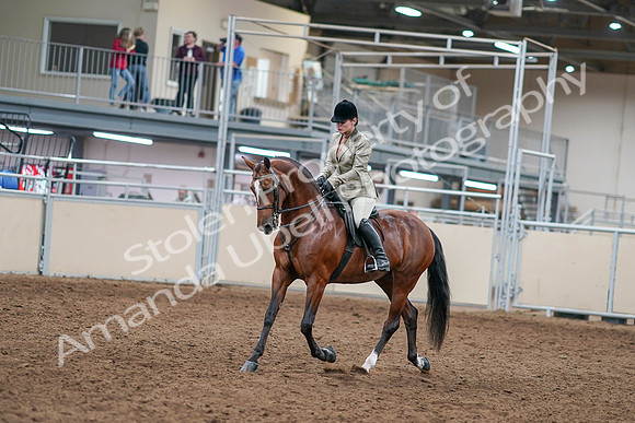 2020 - AB Morgan Horse - Sat, Sept 05 - 14348