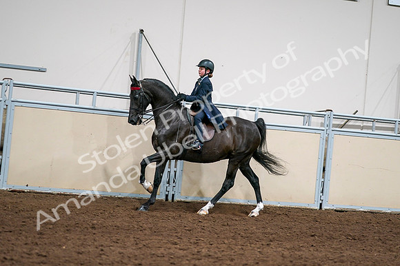 2020 - AB Morgan Horse - Fri, Sept 04 - 03057