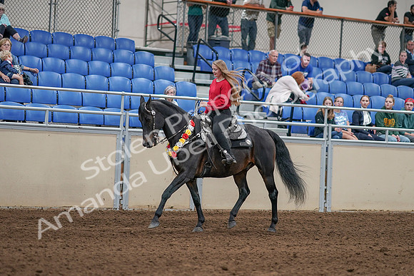 2020 - AB Morgan Horse - Sat, Sept 05 - 10425