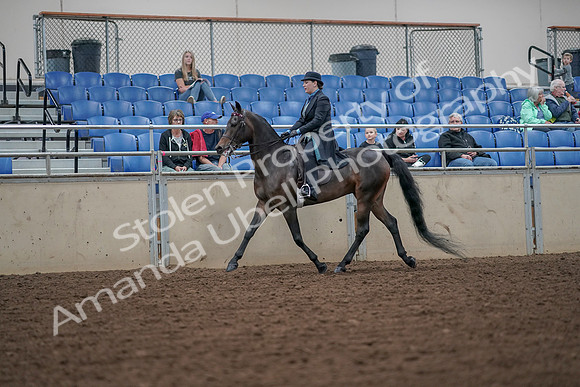 2019 Morgan Horse Show - Aug 30, 2019 - 15372
