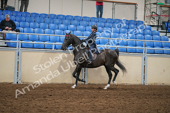 2020 - AB Morgan Horse - Fri, Sept 04 - 02981