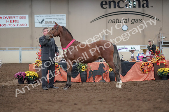 2019 Morgan Horse Show - Aug 31, 2019 - 00287