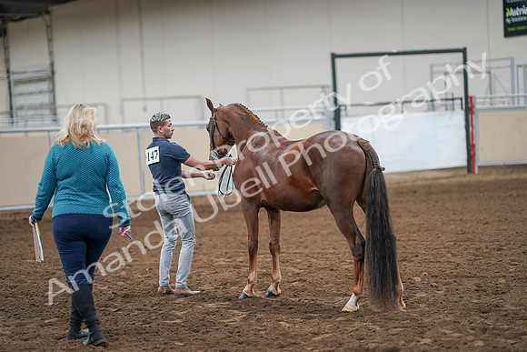 2020 - AB Morgan Horse - Sat, Sept 05 - 00208