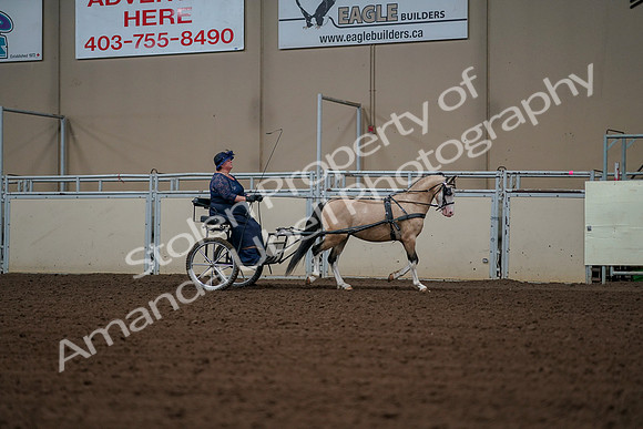 2019 Morgan Horse Show - Aug 30, 2019 - 13447