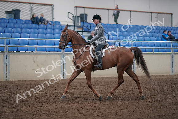 2019 Morgan Horse Show - Sept 01, 2019 - 12154