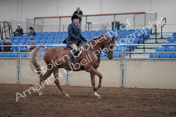 2019 Morgan Horse Show - Sept 01, 2019 - 08852