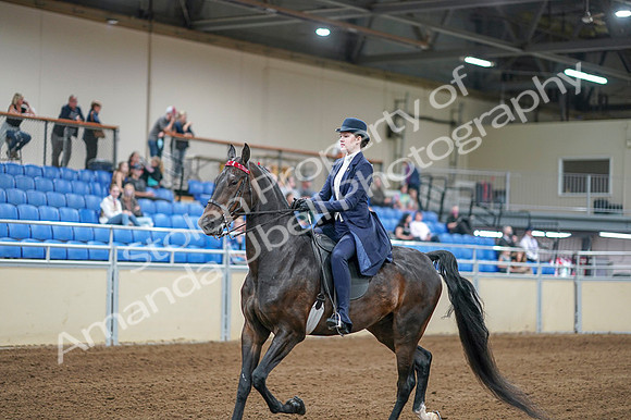 2020 - AB Morgan Horse - Fri, Sept 04 - 06999