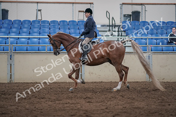 2019 Morgan Horse Show - Sept 01, 2019 - 08543