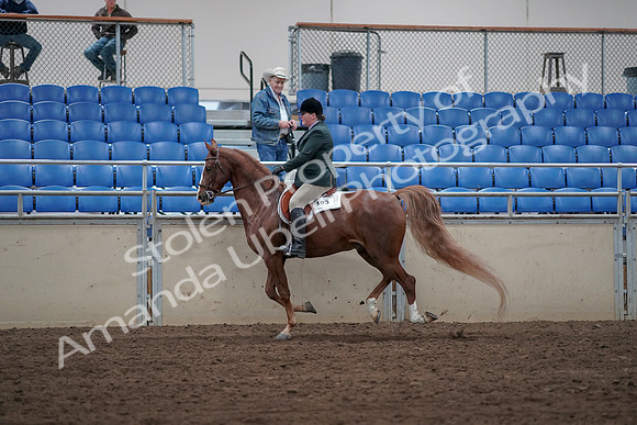2019 Morgan Horse Show - Sept 01, 2019 - 12323