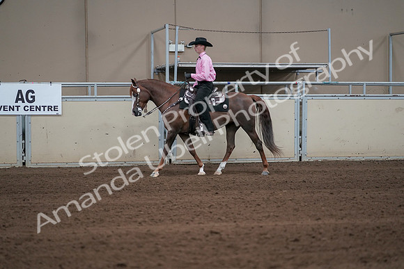 2019 Morgan Horse Show - Sept 01, 2019 - 06889