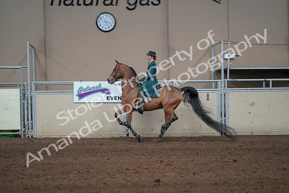 2019 Morgan Horse Show - Sept 01, 2019 - 13257