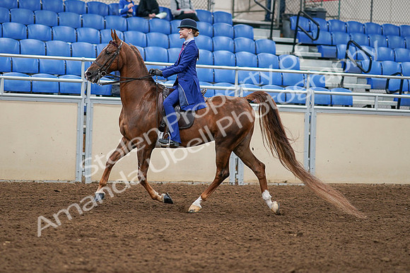 2020 - AB Morgan Horse - Fri, Sept 04 - 04888
