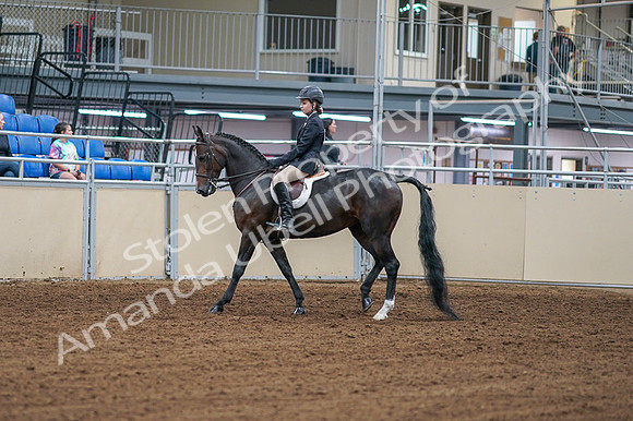 2020 - AB Morgan Horse - Fri, Sept 04 - 01989