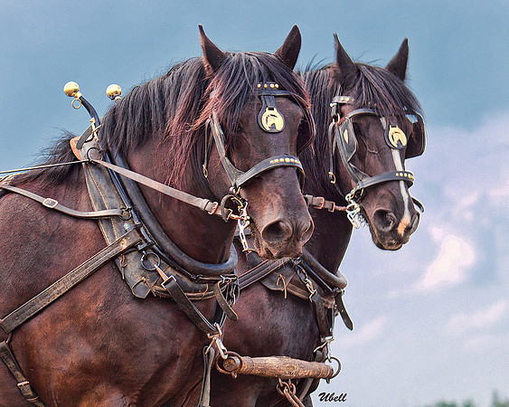 Horse Pull - 012
