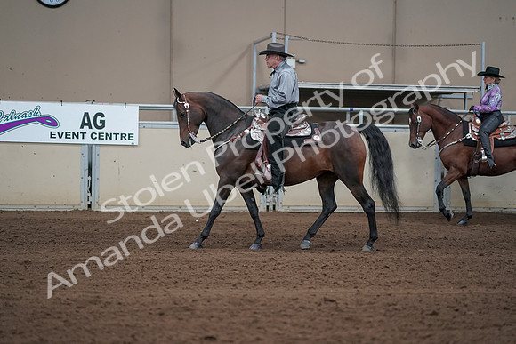 2019 Morgan Horse Show - Sept 01, 2019 - 06862