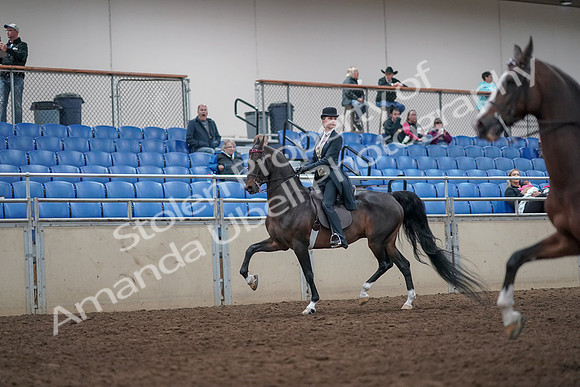 2019 Morgan Horse Show - Aug 31, 2019 - 08609