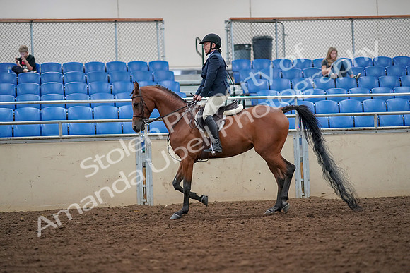 2019 Morgan Horse Show - Aug 30, 2019 - 16255