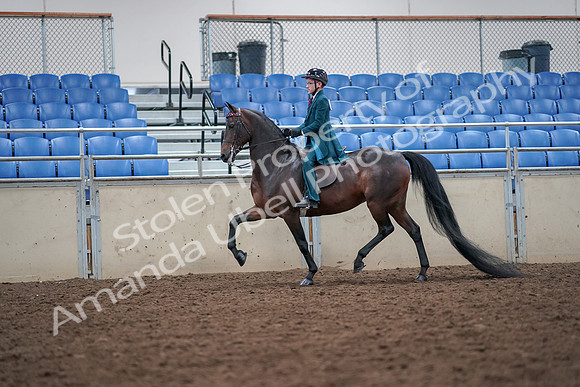 2019 Morgan Horse Show - Aug 30, 2019 - 17902