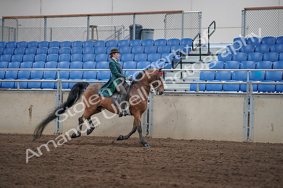 2019 Morgan Horse Show - Sept 01, 2019 - 13405